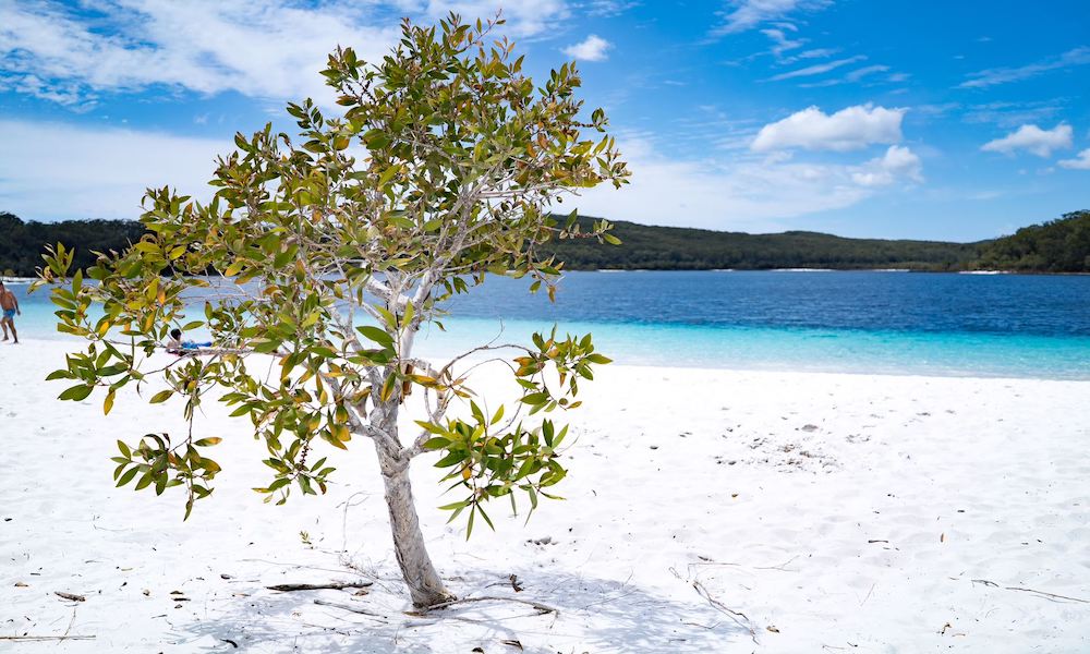 2 Day K'Gari Fraser Island Camping Safari