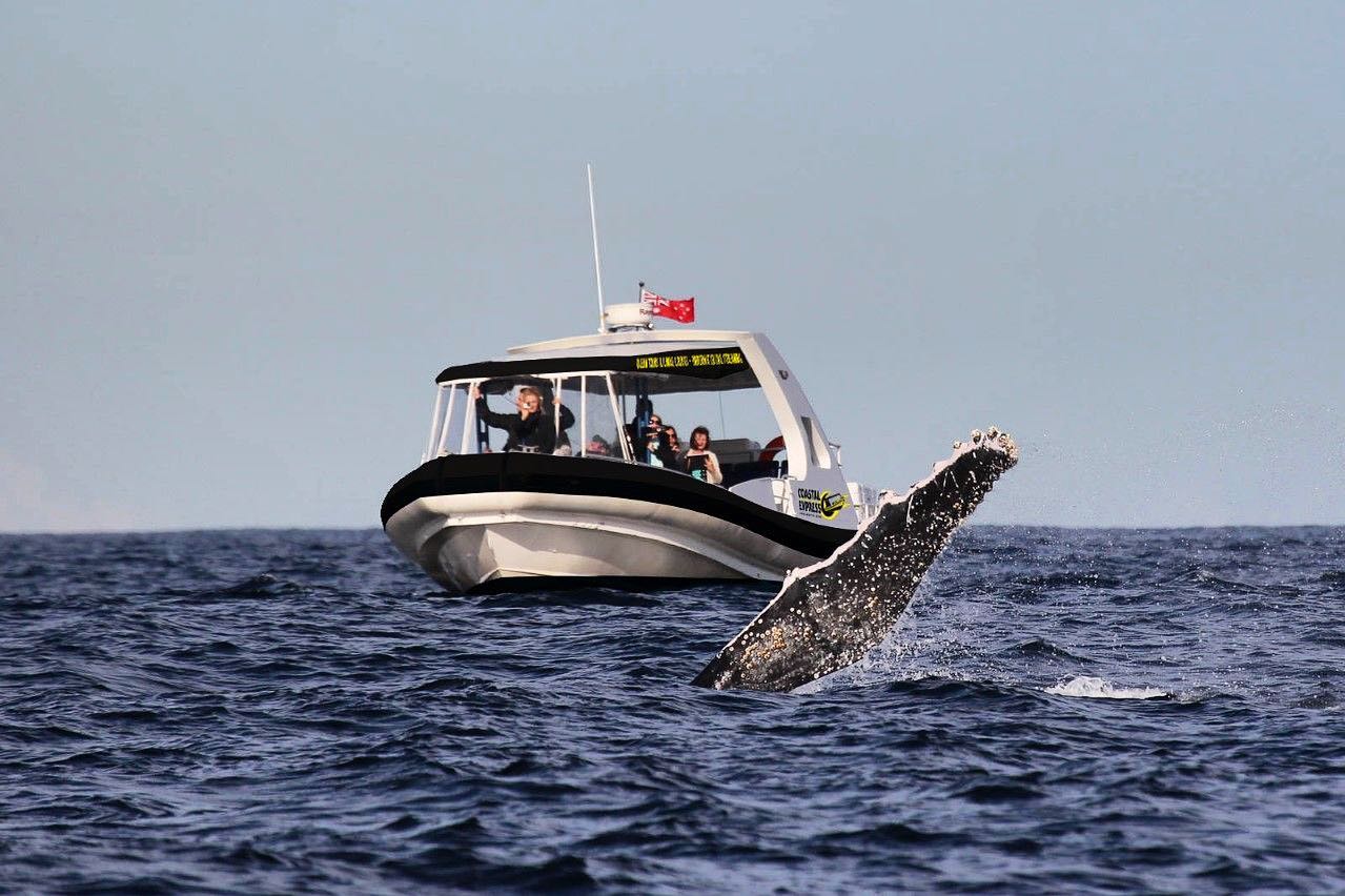 Saltwater Whale Watching