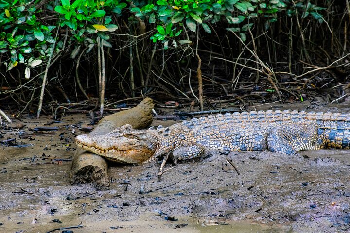 Daintree Rainforest, Waterfalls, Mossman Gorge, Cape Tribulation + CULTURE Tour