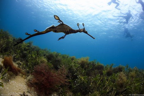 2 hour Seals & Seadragon swim