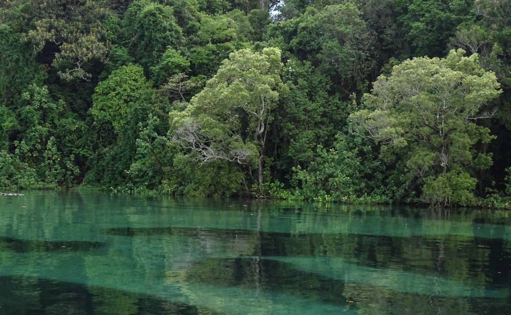 Morning Eco Rainforest River Cruise