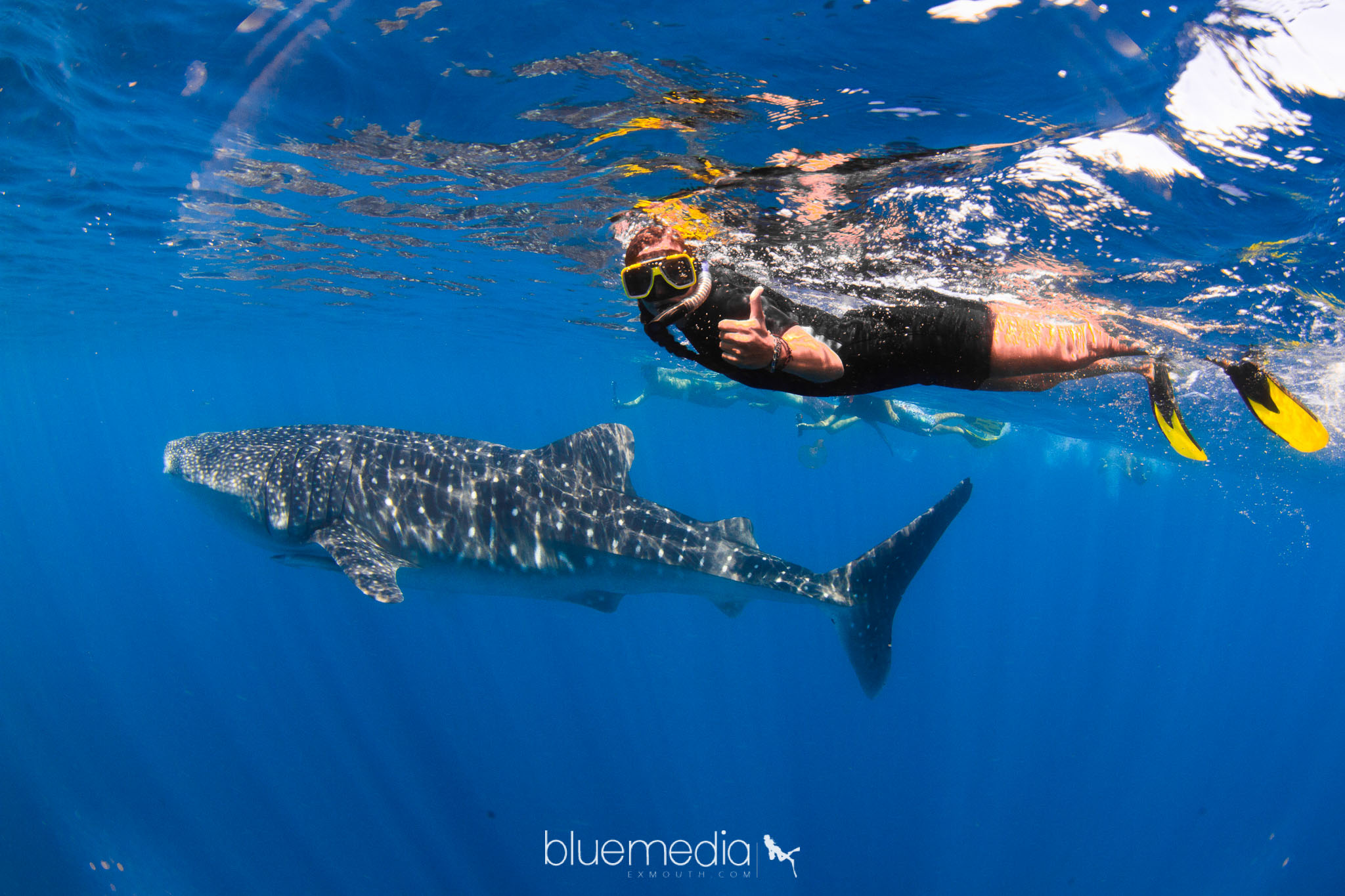 Snorkel and swim with Whale Sharks - the largest fish in the world! Or sit back and enjoy the view with a glass of Champaign from our 2 story vessel.