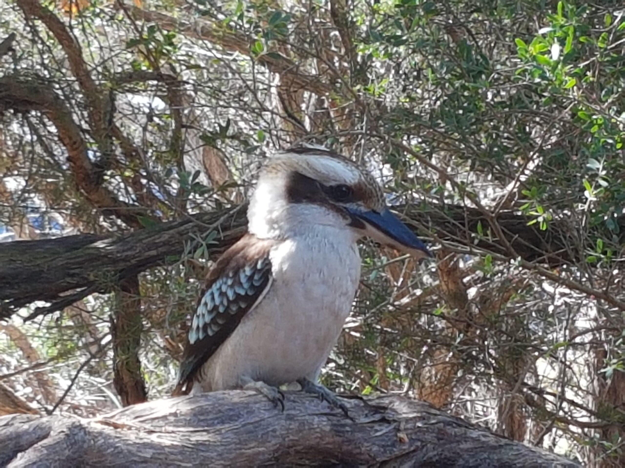 Port Stephens Full Day Adventure | BBQ Lunch | Sand Boarding | Camel Ride | Dolpin Cruise | + More