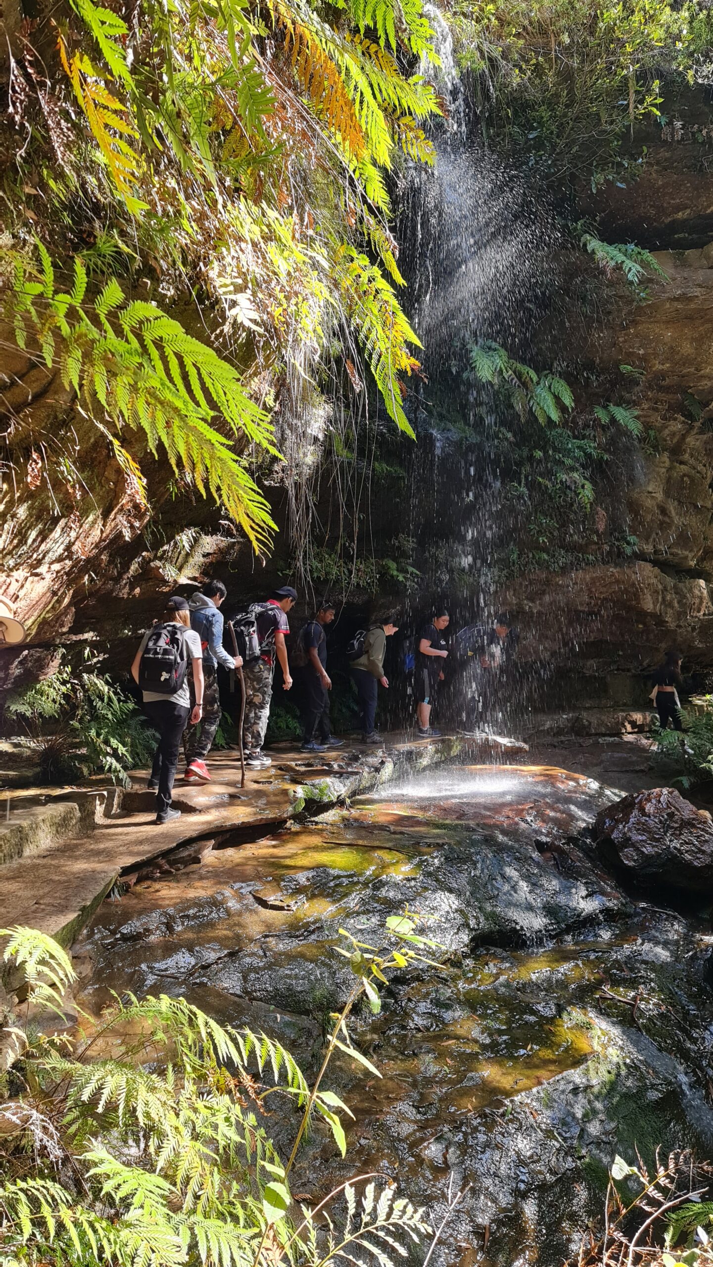Blue Mountains Full Day Adventure | social lunch | Wild Kangaroos | Waterfalls | Social
