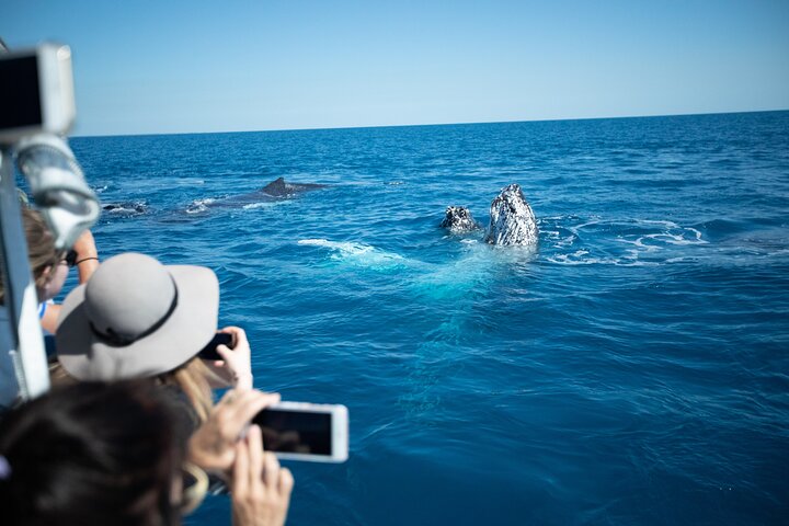 Hervey Bay Ultimate Whale Watching Cruise