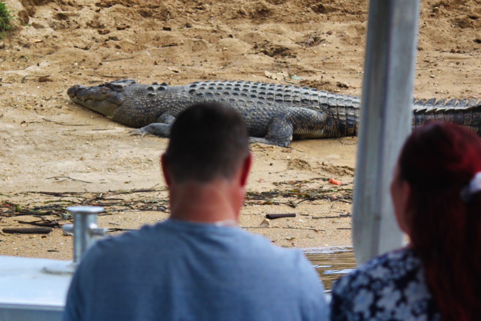 Crocodile Express Daintree Rainforest & Wildlife Cruise (from Daintree Village)