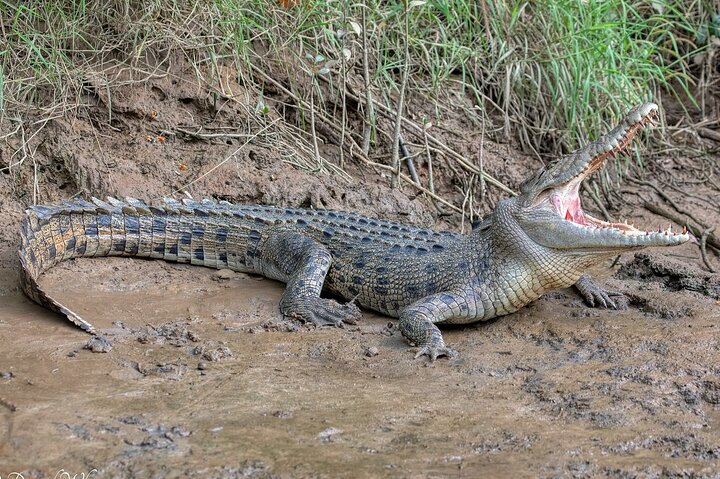 Aboriginal Fishing & Beach Day Tour+ Daintree Crocodile Cruise