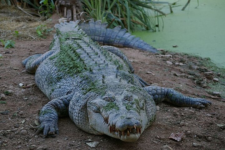 Hartley's Crocodile Adventure Day Trip from Cairns