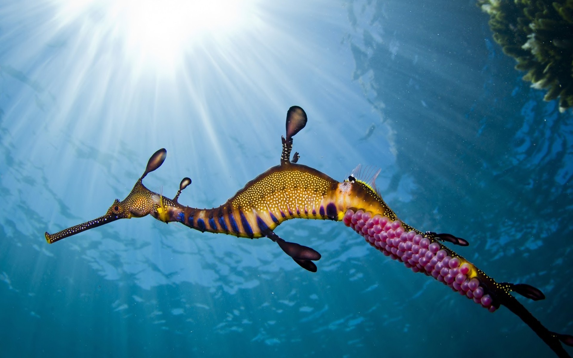 2 hour Seals & Seadragon swim