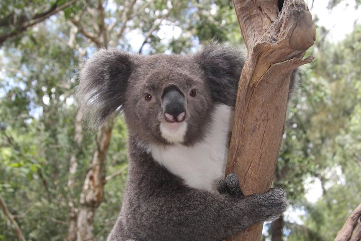 Private Blue Mountains Tour with Kangaroo and Koala Experience