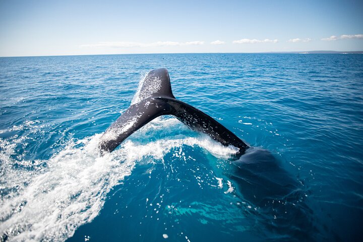 Hervey Bay Ultimate Whale Watching Cruise