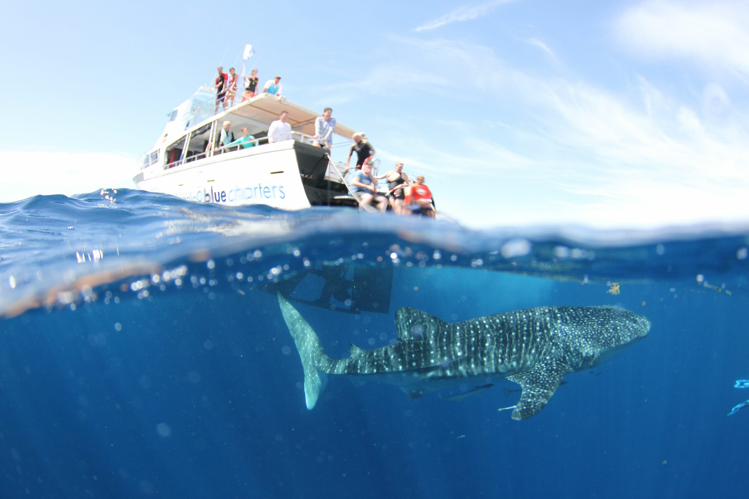 Snorkel and swim with Whale Sharks – the largest fish in the world! Or sit back and enjoy the view with a glass of Champaign from our 2 story vessel.