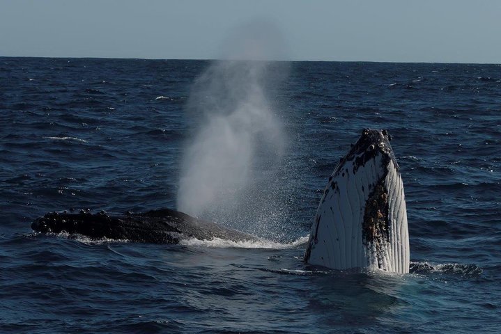 Perth Whale-Watching Cruise from Hillarys Boat Harbour