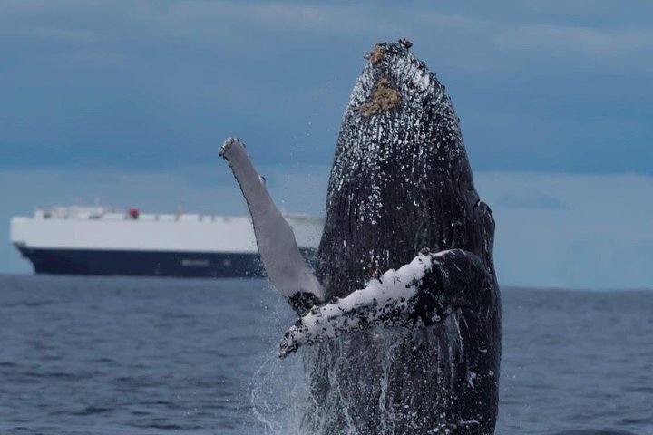 Perth Whale-Watching Cruise from Hillarys Boat Harbour