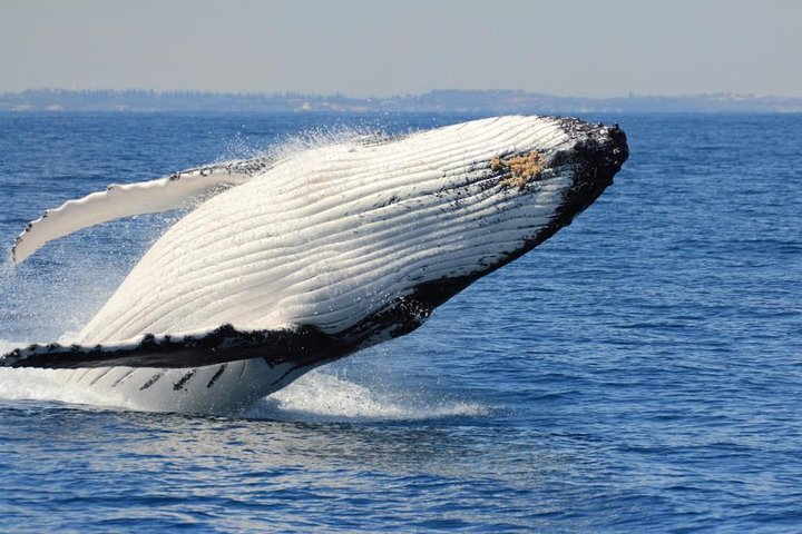 Perth Whale-Watching Cruise from Hillarys Boat Harbour