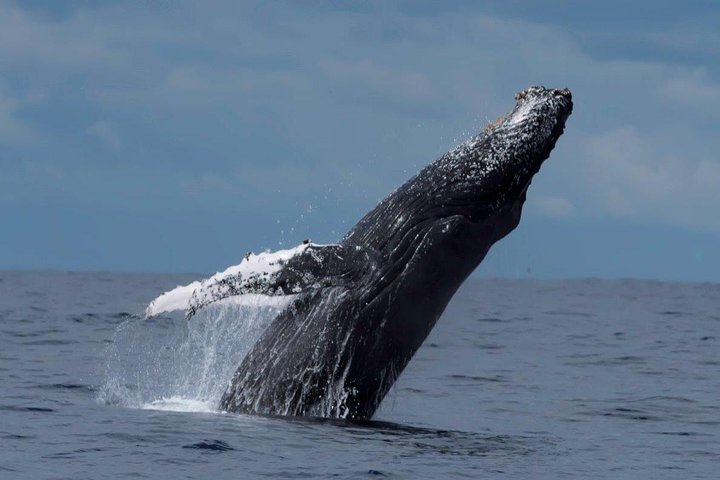 Perth Whale-Watching Cruise from Hillarys Boat Harbour