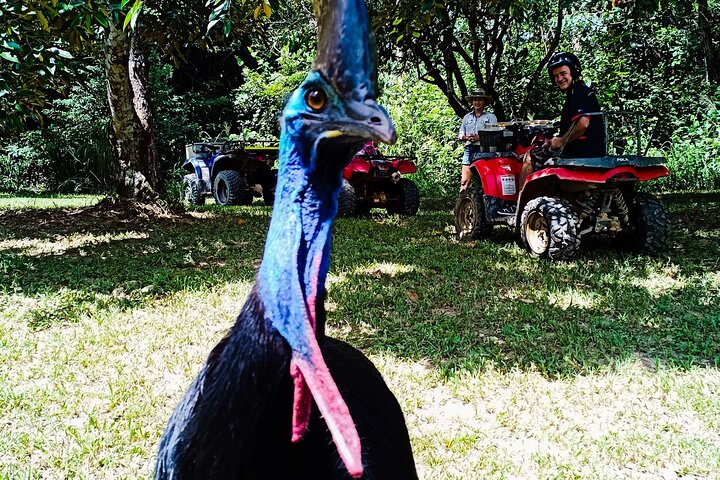 1 Hour Rainforest Quad Bike Tour in Kuranda