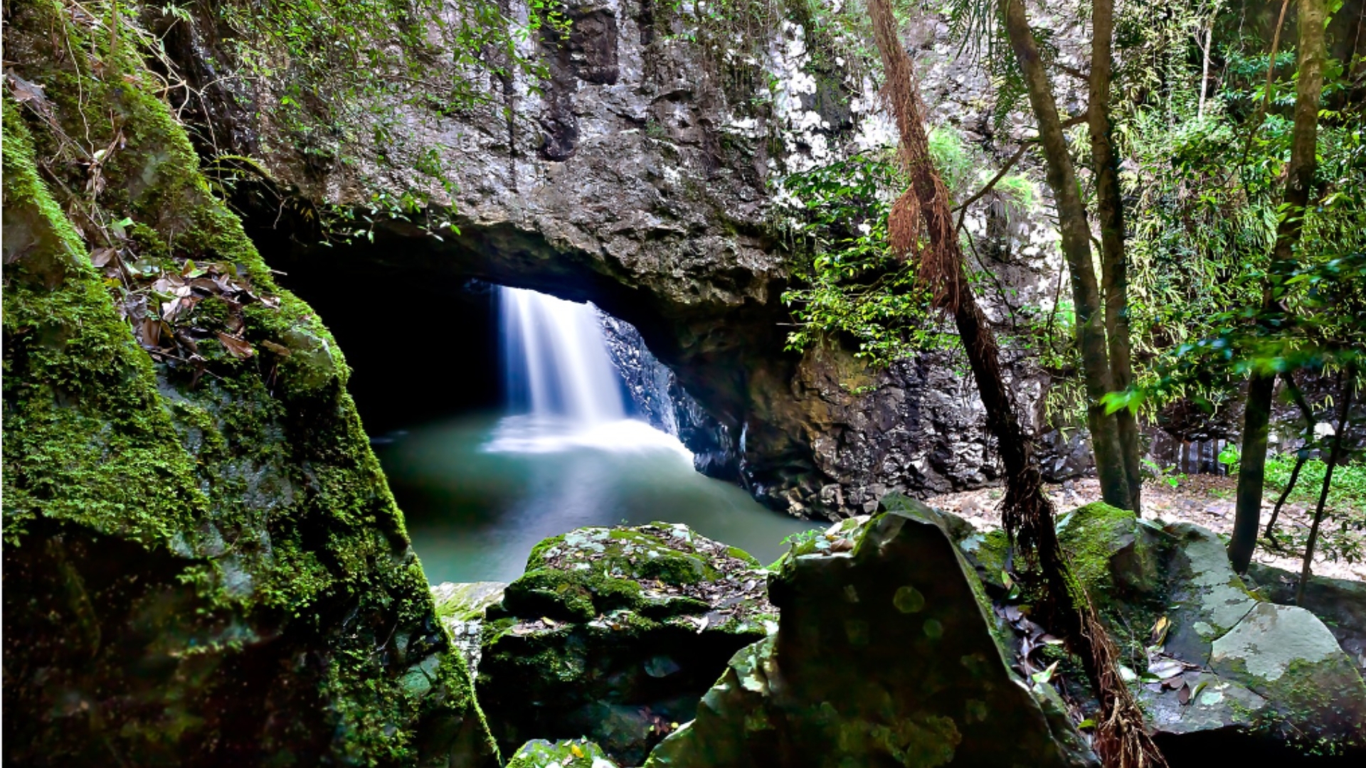 Natural Bridge & Springbrook Waterfalls Tour