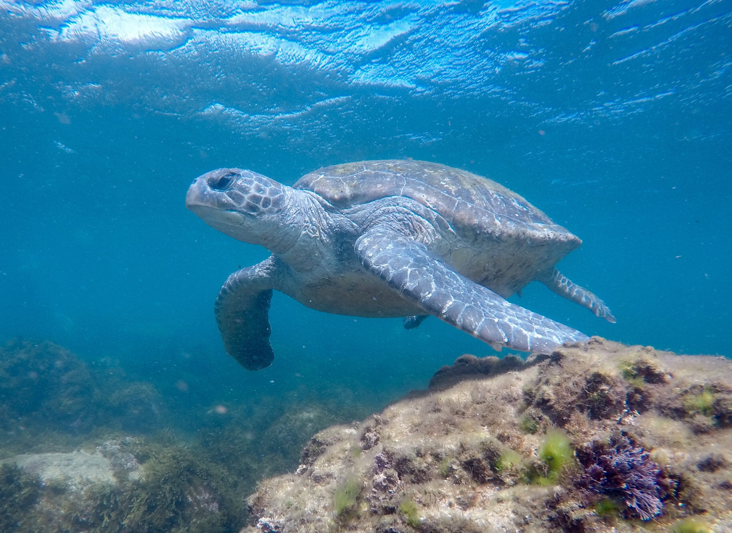 SNORKEL WITH THE TURTLES! (Private Boat)