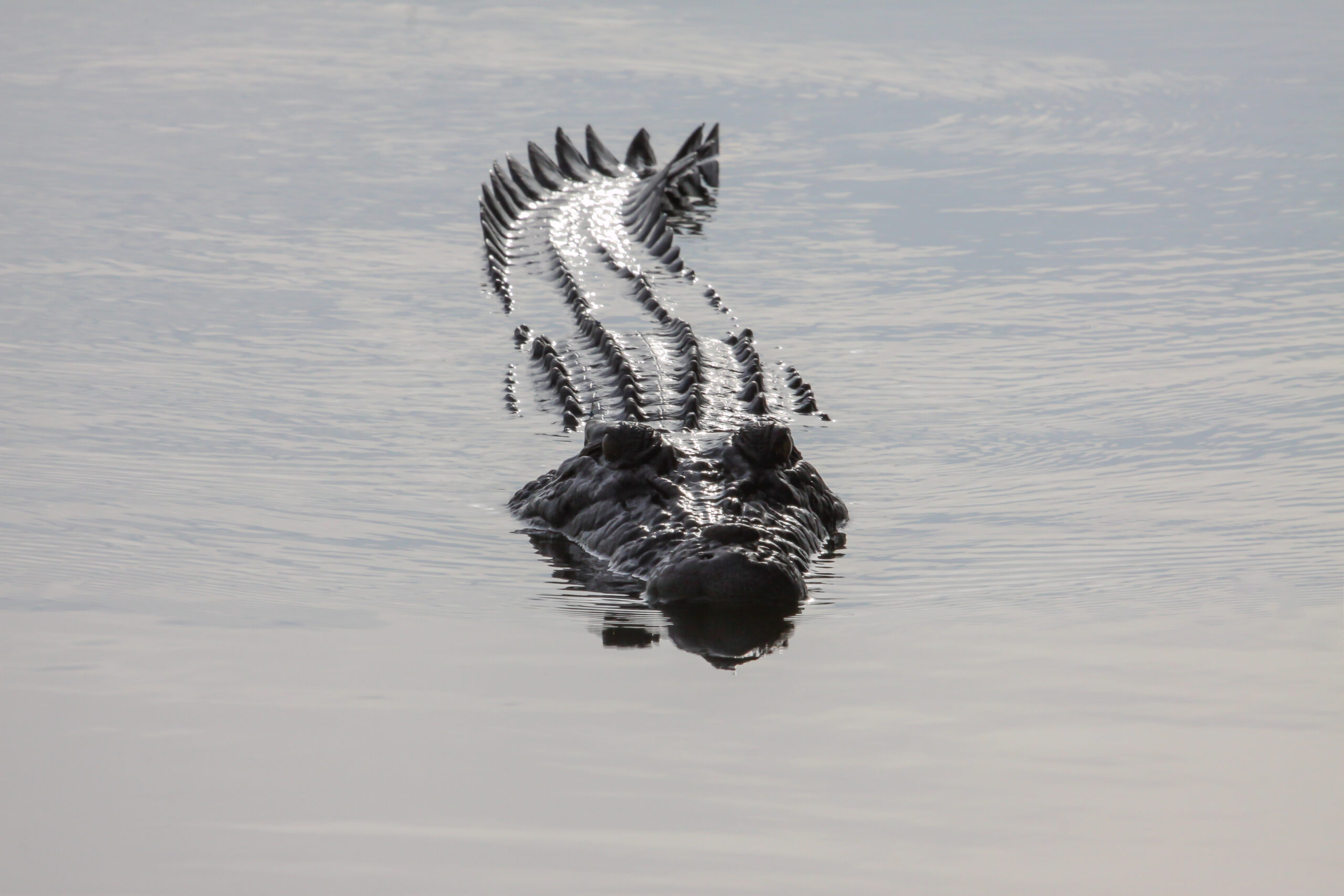 Kakadu in a Day