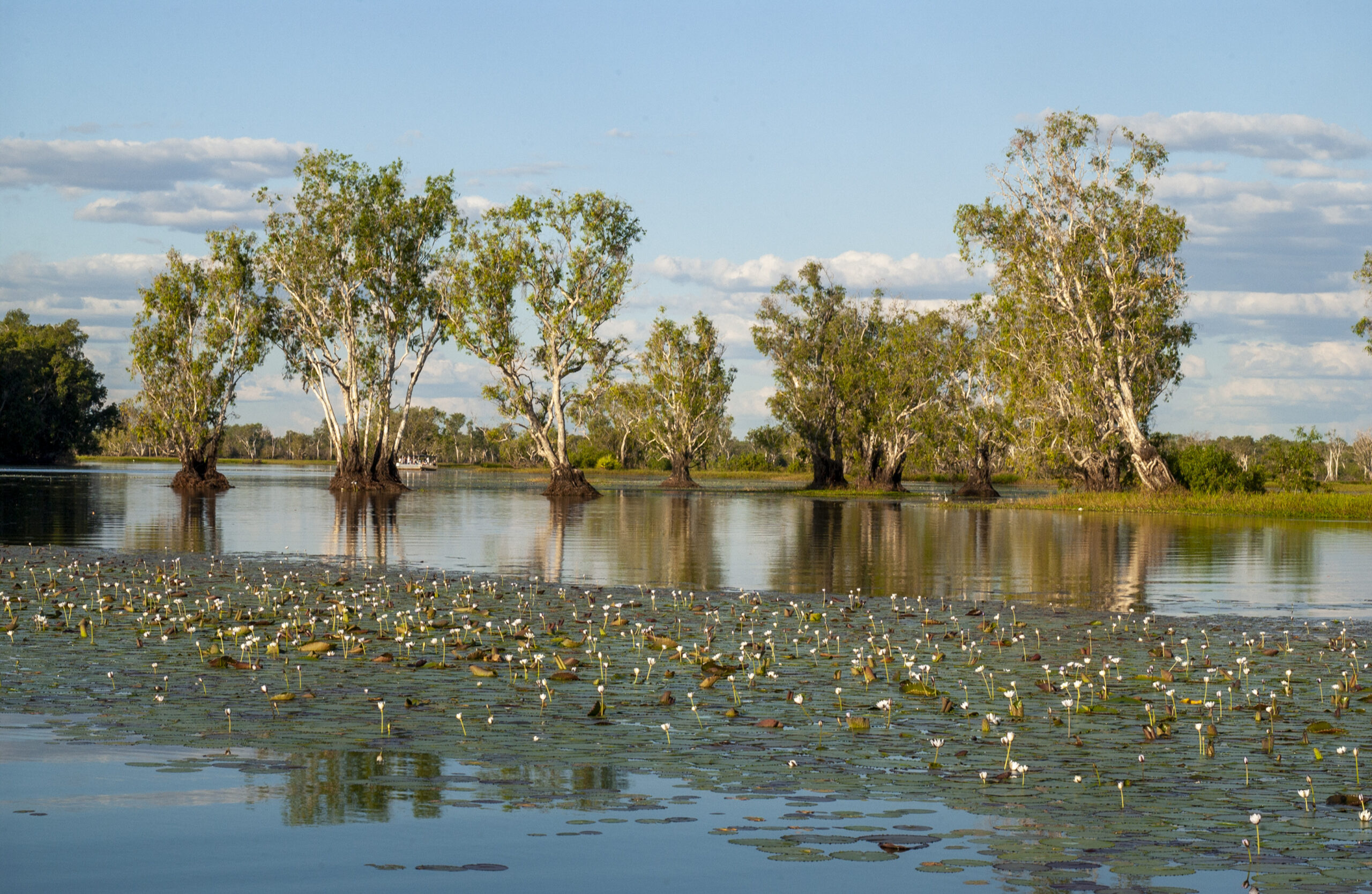 Kakadu in a Day