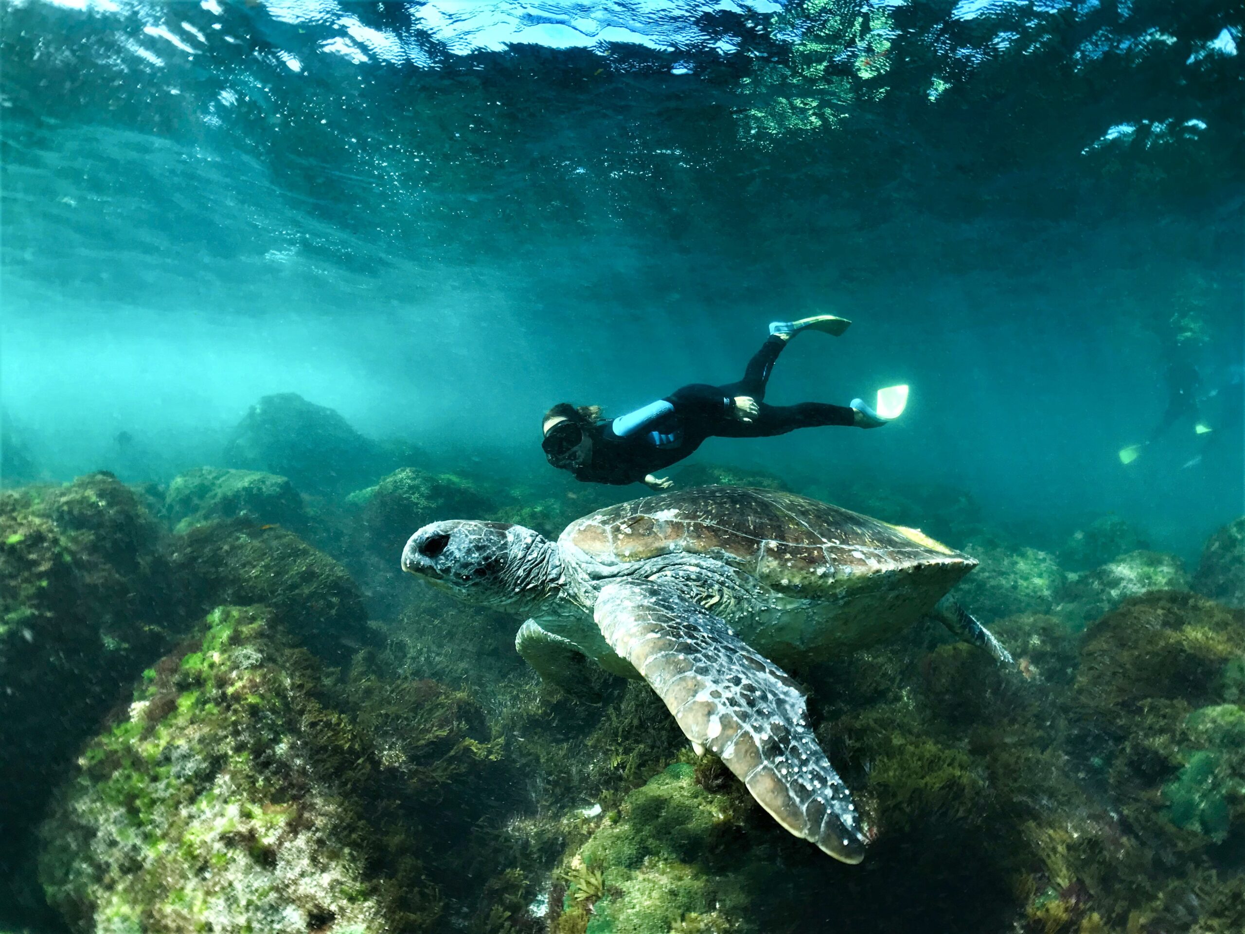 SNORKEL WITH THE TURTLES! (Private Boat)