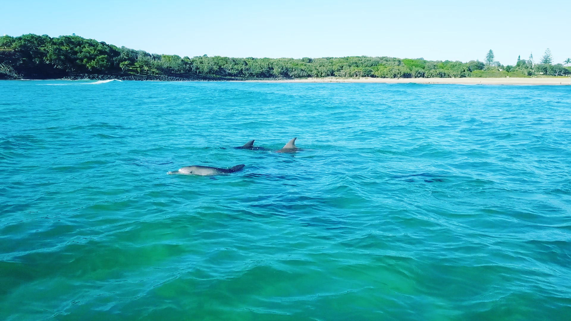 SNORKEL WITH THE TURTLES! (Private Boat)