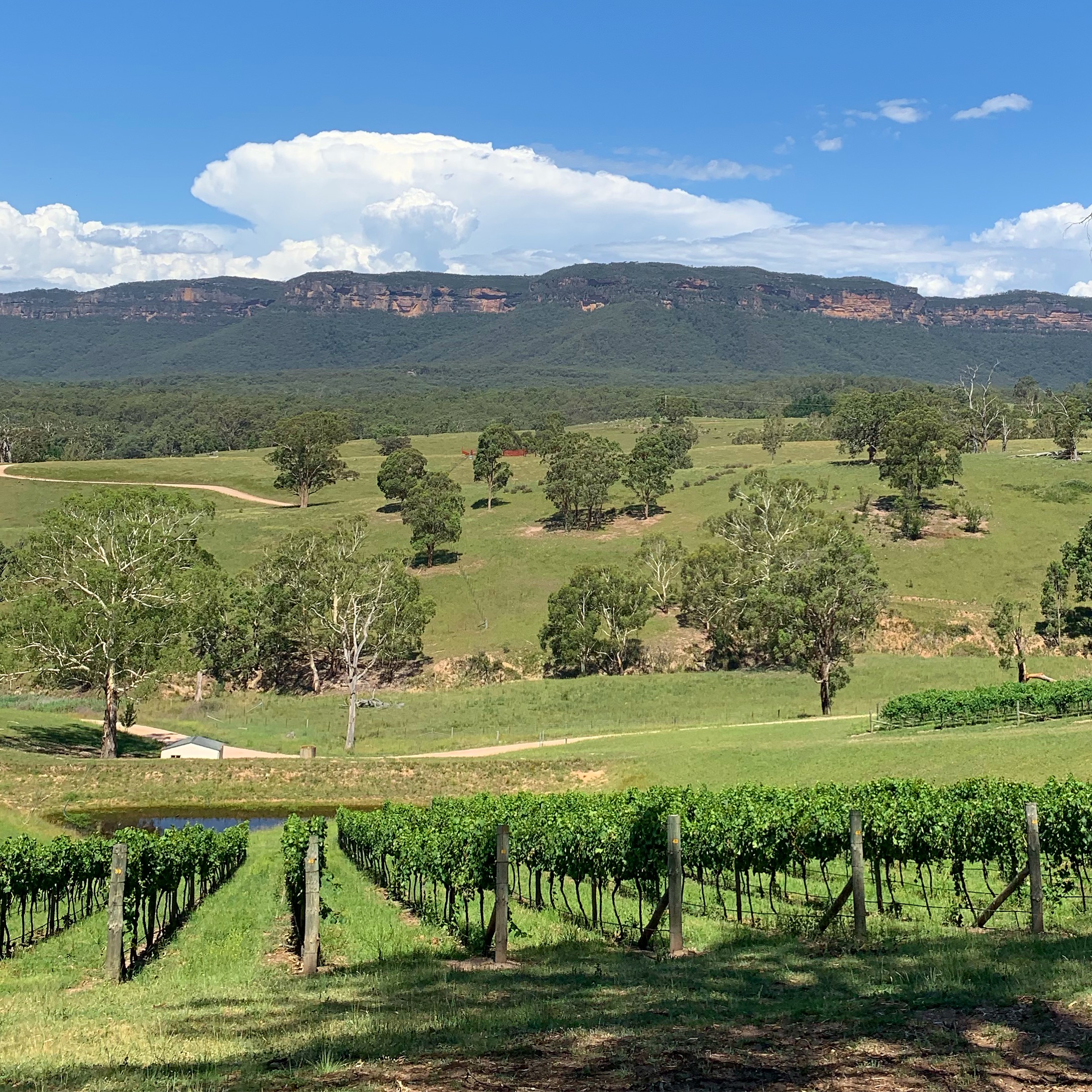 BLUE MOUNTAINS TOUR