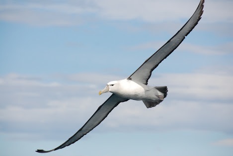 1.5 hour Wildlife Adventure Cruise