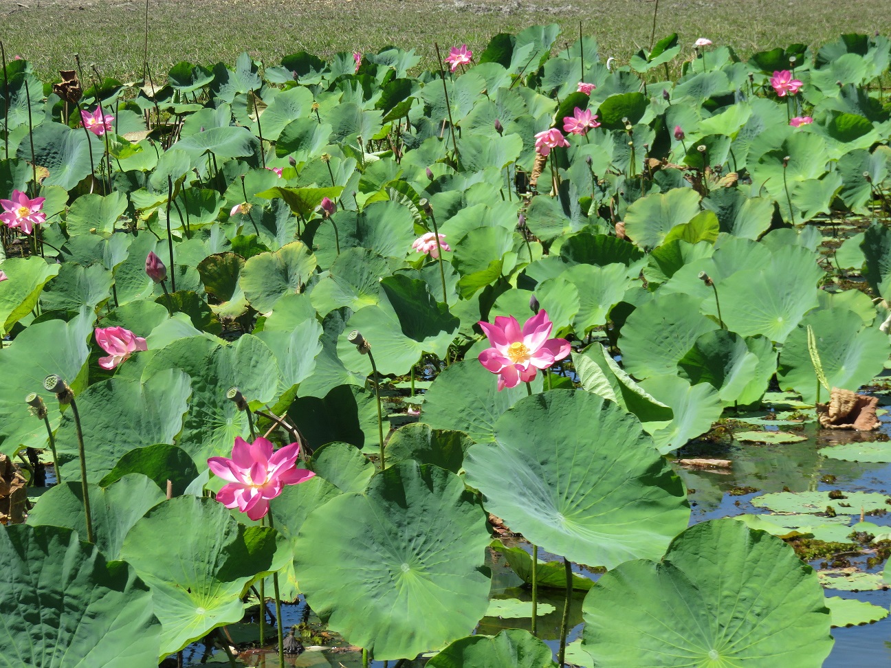 Kakadu in a Day