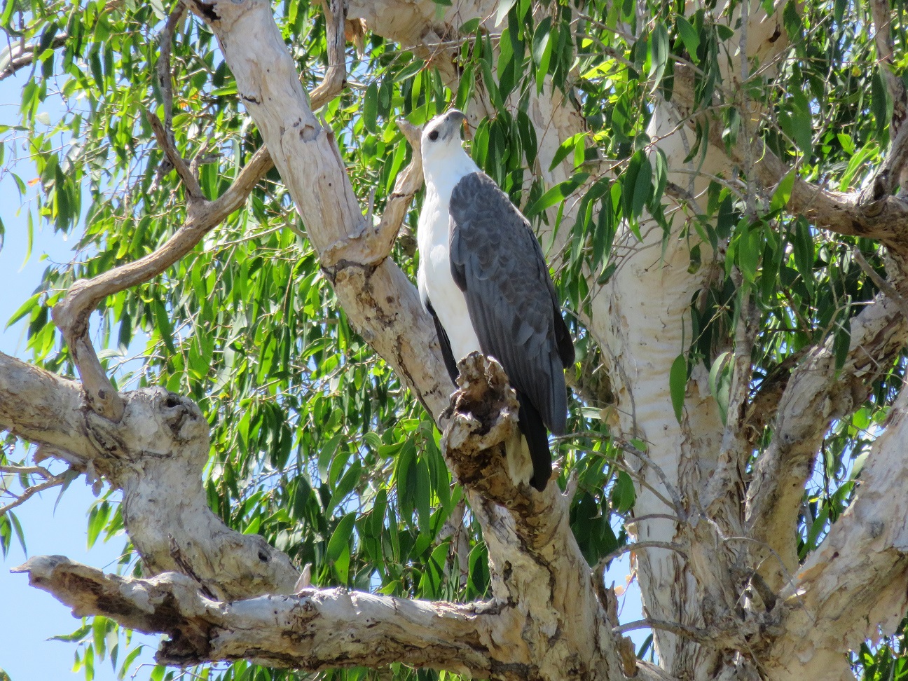 Kakadu in a Day