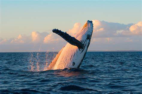 Saltwater Whale Watching