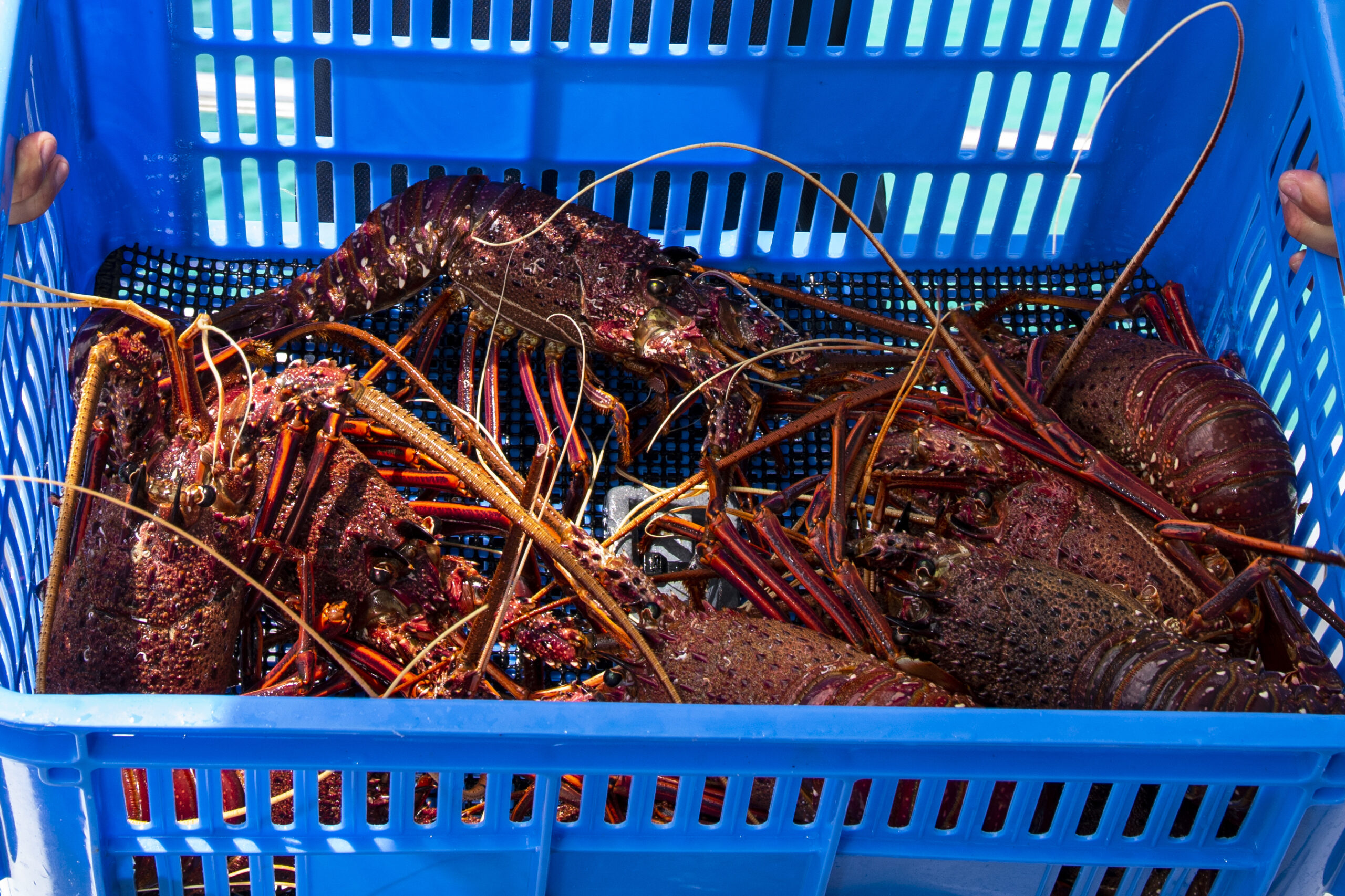 Luxe Island Seafood Cruise