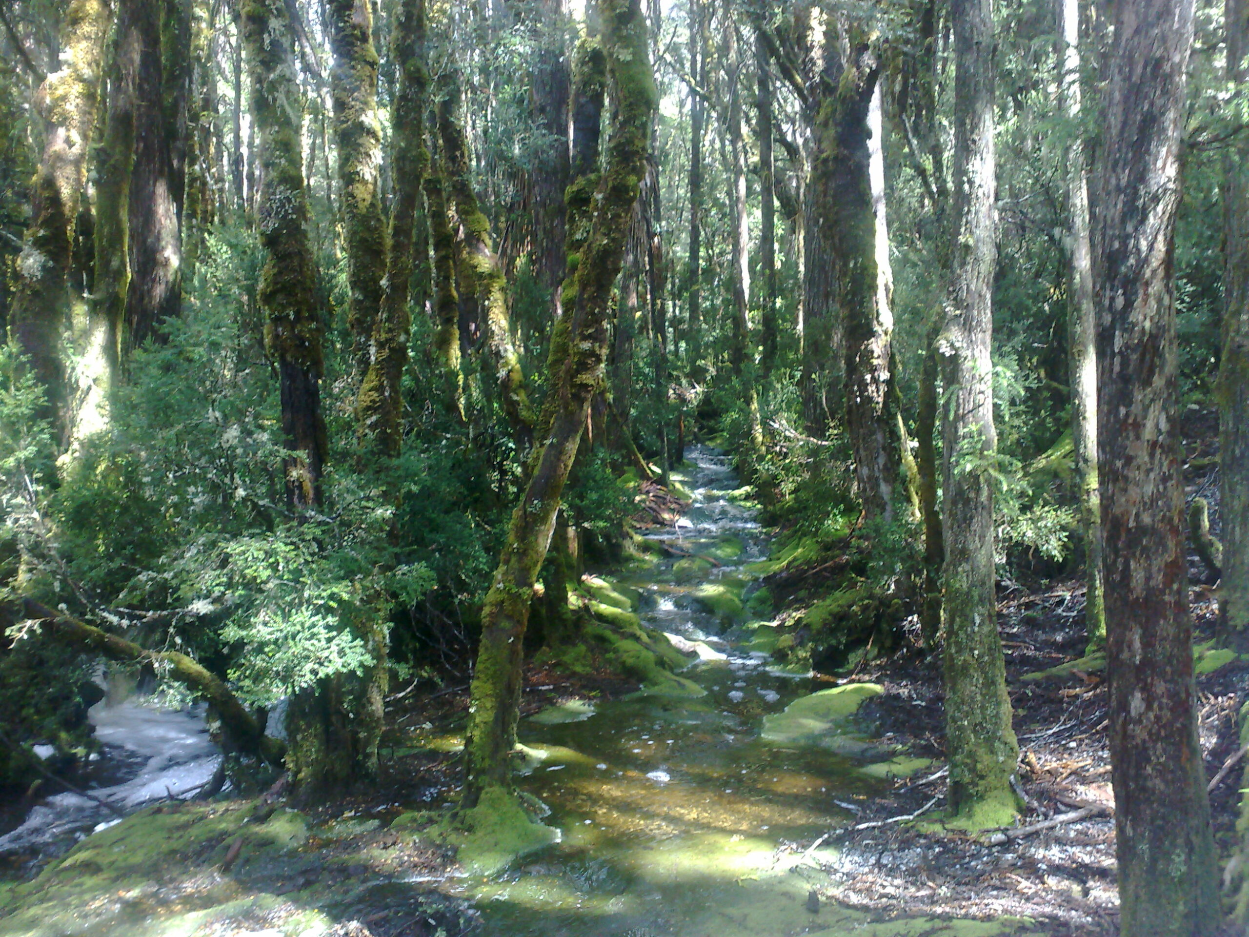 CRADLE MOUNTAIN DAY TOUR