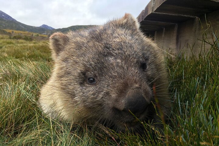 Private One-way Transfer from Devonport to Cradle Mountain