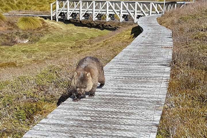 One-way Cradle Mountain Transfer to Launceston