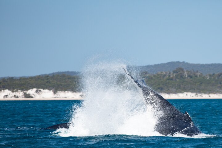 Hervey Bay Ultimate Whale Watching Cruise