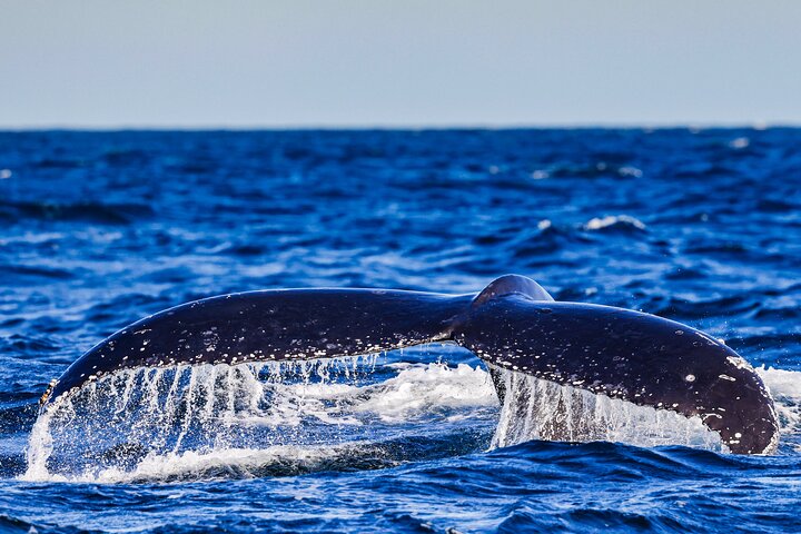 Swim with whales NSW