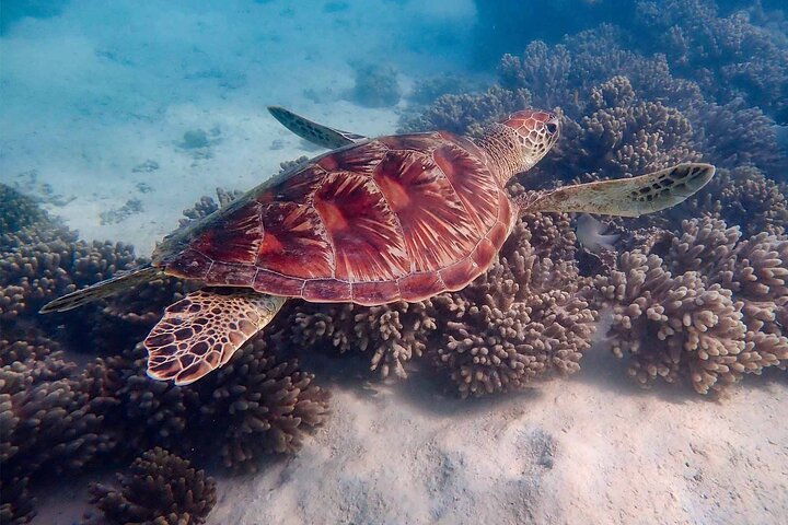 Ningaloo in a Day - Full Day Hike and Snorkel Tour with Lunch