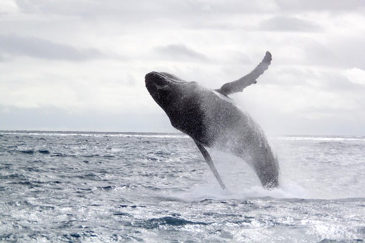 Perth Whale-Watching Cruise from Hillarys Boat Harbour