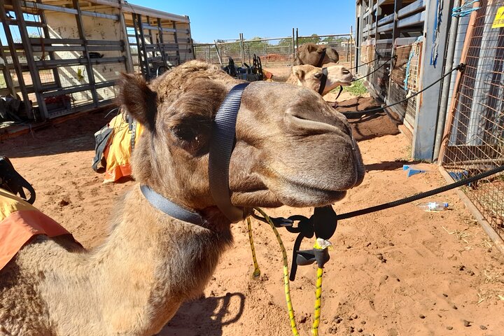 Riding Camels at Cable Beach