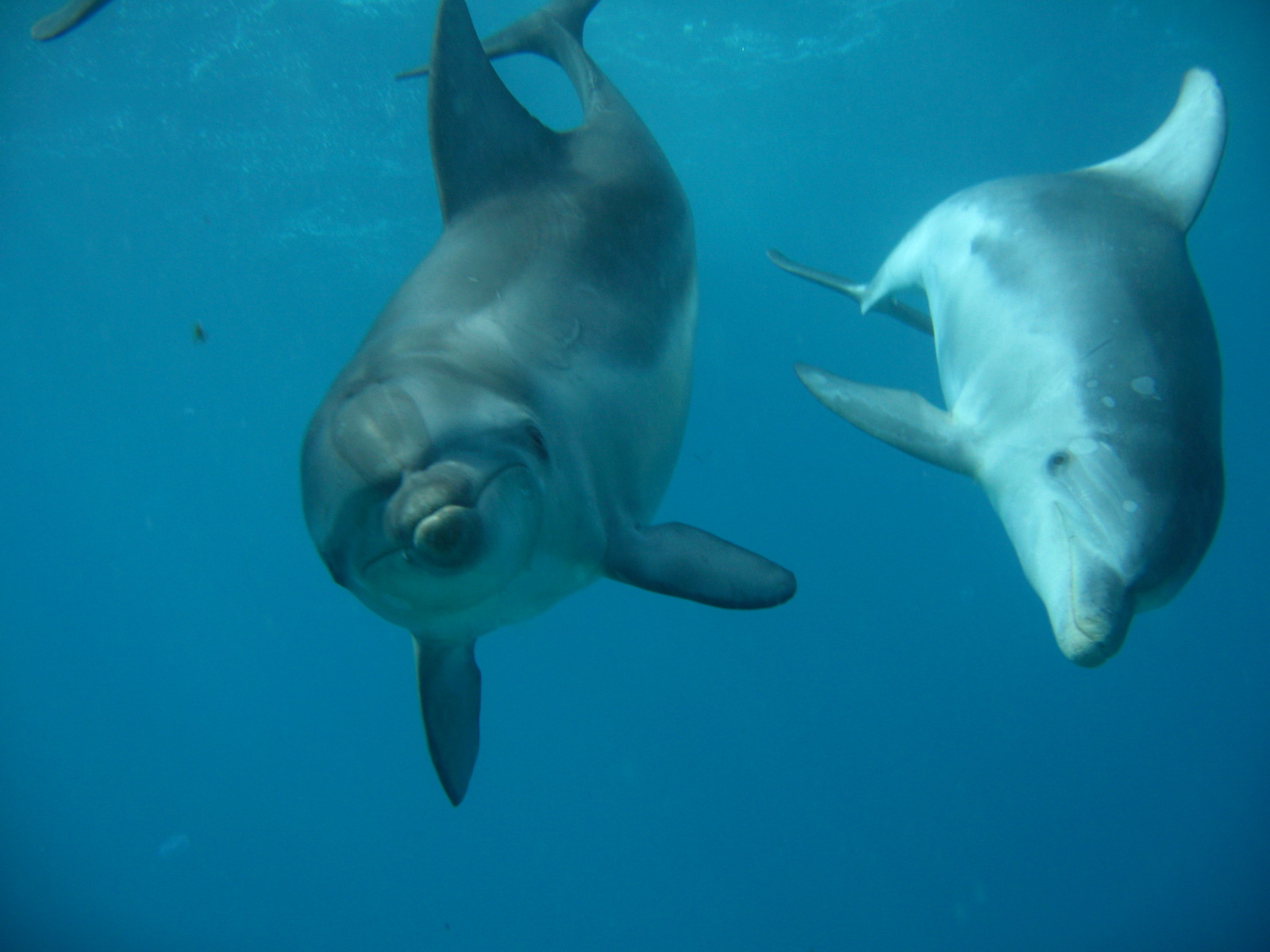 3 hour Dolphin and Seal Swim