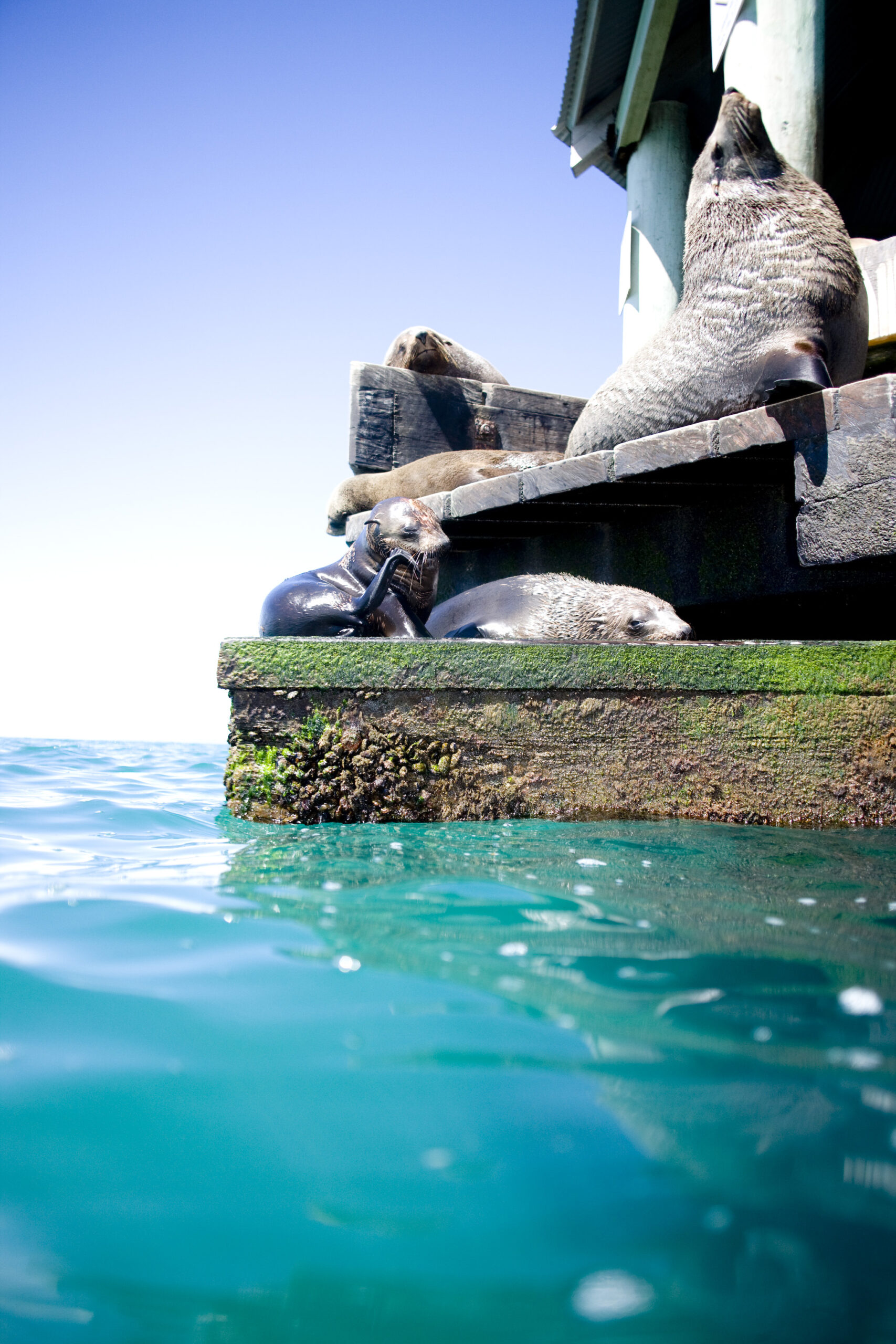 3 hour Dolphin and Seal Swim