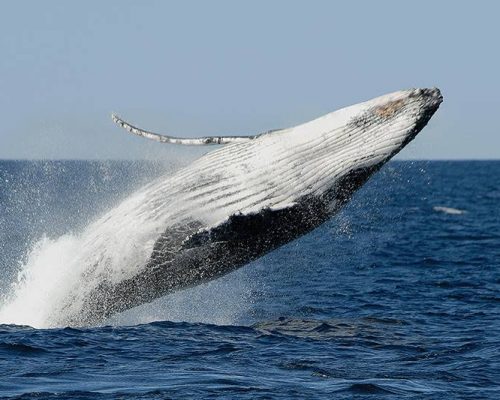 Whale Watching 'N' Wineries Tour