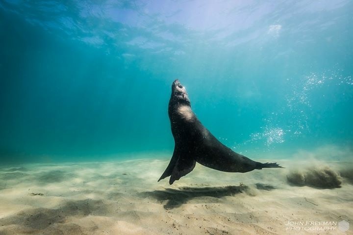 3 hour Dolphin and Seal Swim