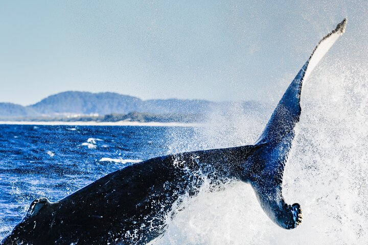 Swim with whales NSW