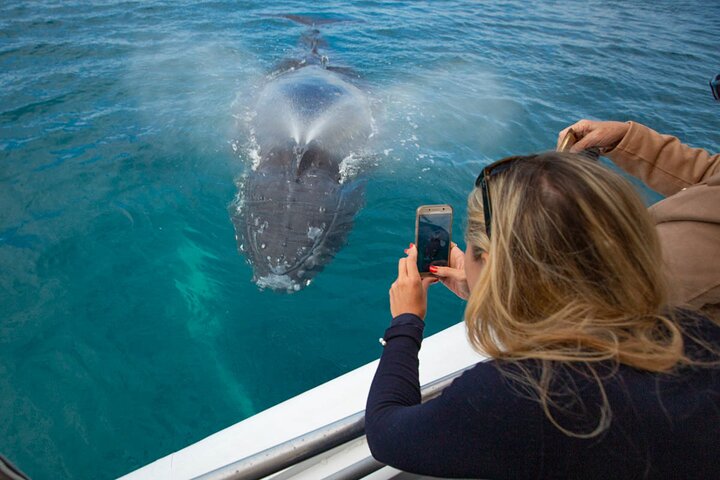 Hervey Bay Ultimate Whale Watching Cruise