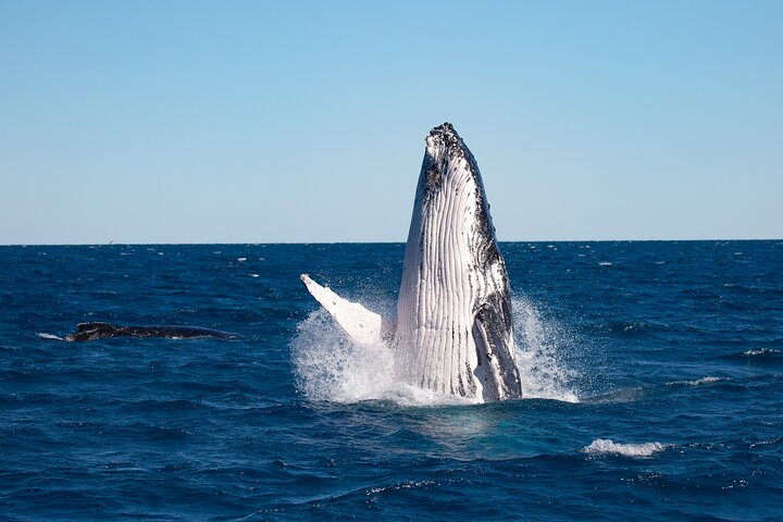 Hervey Bay Ultimate Whale Watching Cruise