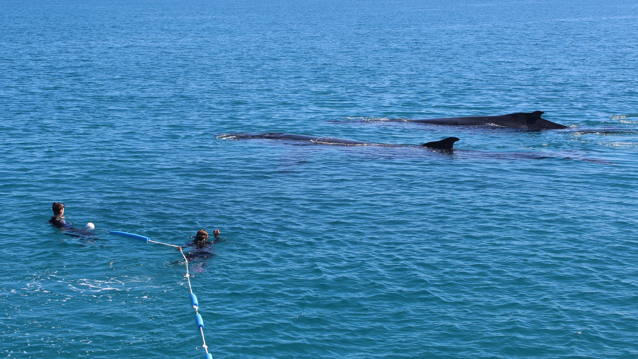 Whale Swim & Watch