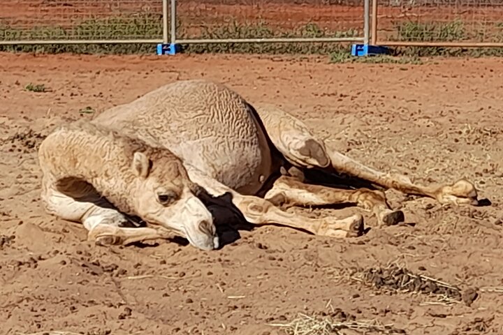 Riding Camels at Cable Beach